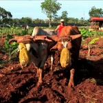 Oxen have replaced tractors in many parts in Cuba